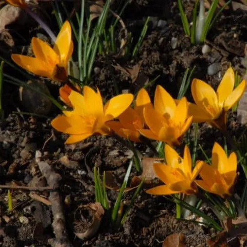 Crocus 'Golden Yellow'