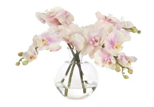 ORCHID PHALAENOPSIS PINK CREAM